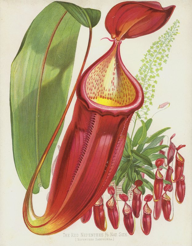 Punaiset Nepenthes, Nepenthes Sanguinea tekijältä English School
