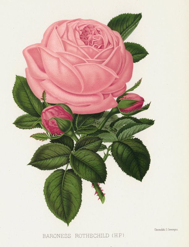 Ruusutarha: Baroness Rothschild, HP tekijältä English School