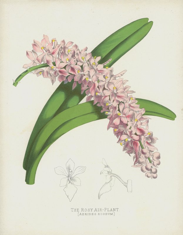 Rosy Air-Plant, Aerides Roseum tekijältä English School