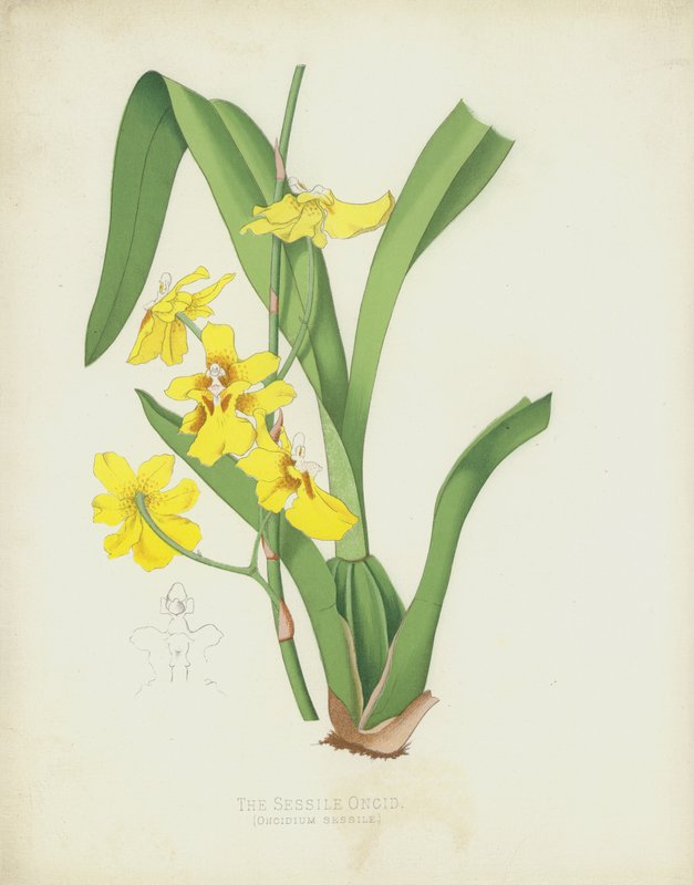 Sessile Oncid, Oncidium Sessile tekijältä English School