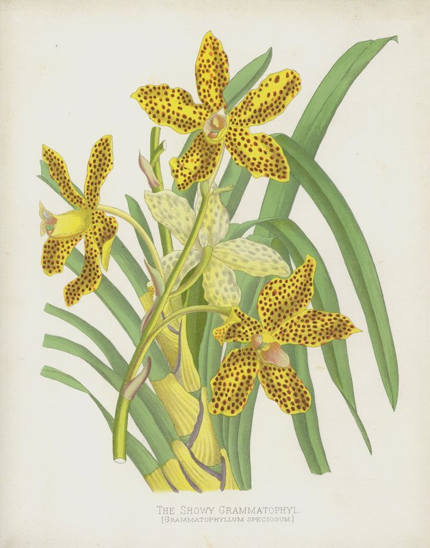 Näyttävä Grammatophyl, Grammatophyllum Speciosum tekijältä English School