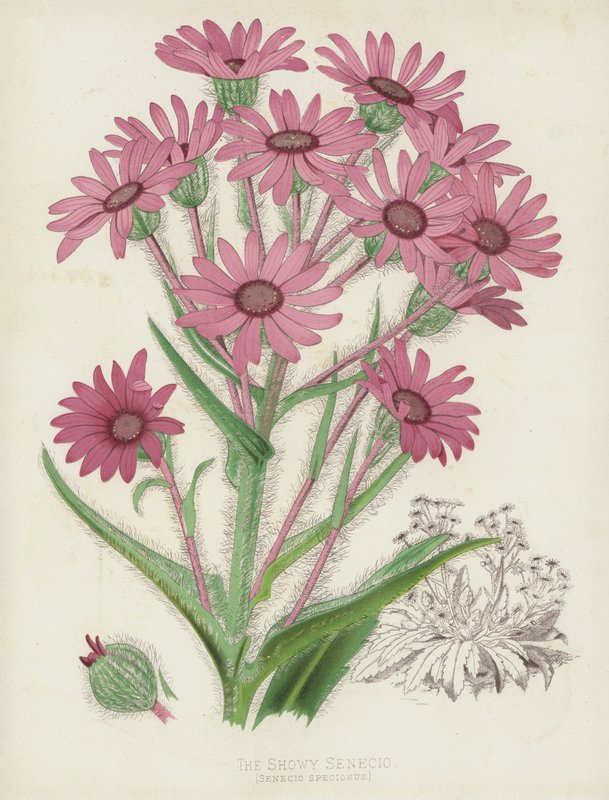 Näyttävä Senecio, Senecio Speciosus tekijältä English School