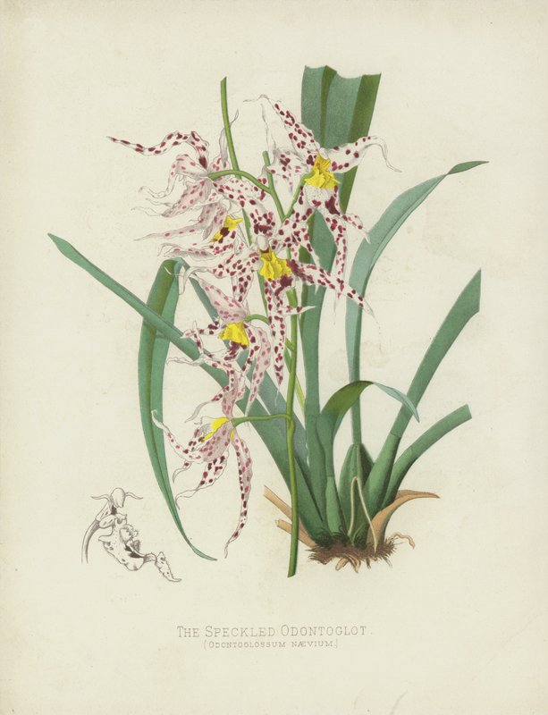 Täplikäs Odontoglotti, Odontoglossum Naevium tekijältä English School