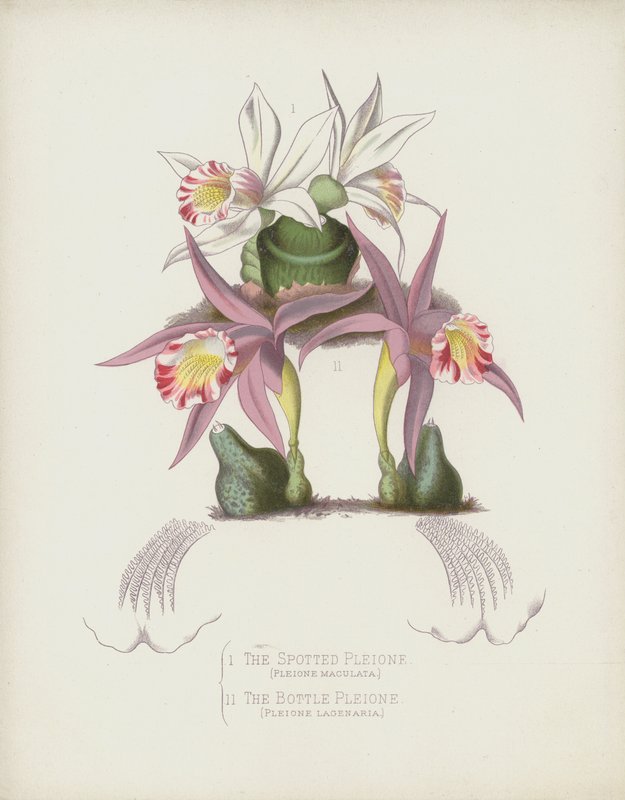 The Spotted Pleione, Pleione Maculata; Pullo Pleione, Pleione Lagenaria tekijältä English School