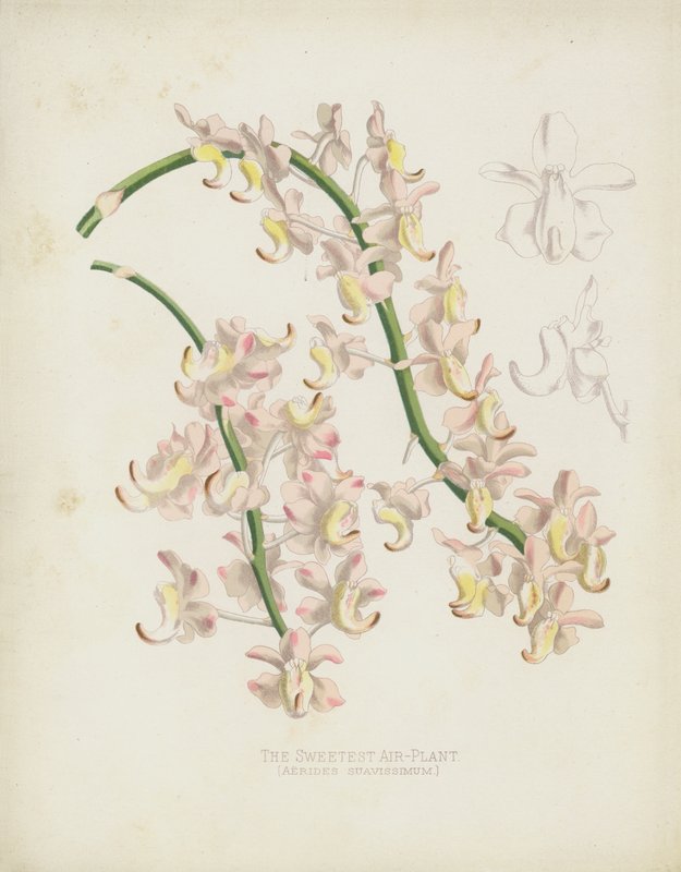 Sweetest Air-Plant, Aerides tekijältä English School