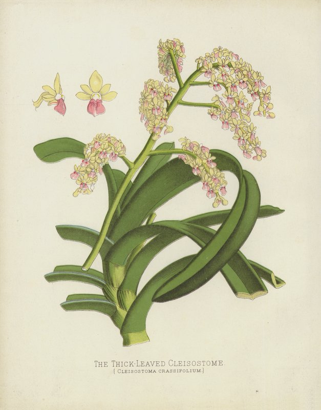 Paksulehtinen cleisostome, Cleisostoma Crassifolium tekijältä English School