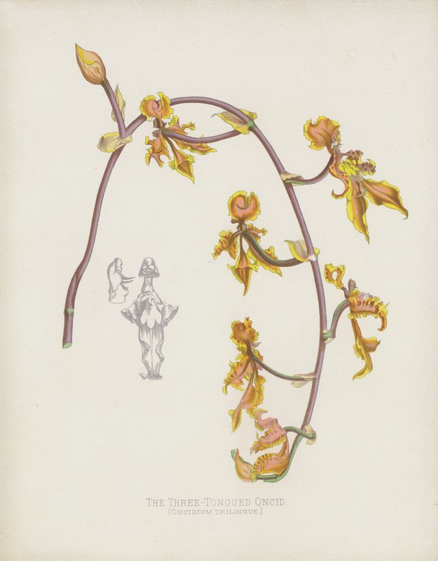 Kolmikielinen Oncid, Oncidium Trilingue tekijältä English School