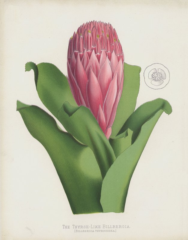 Thyrse-Like Billbergia, Billbergia Thrysoidea tekijältä English School