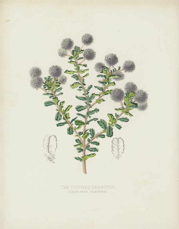 Hammastettu Ceanothe, Ceanothus Dentatus tekijältä English School