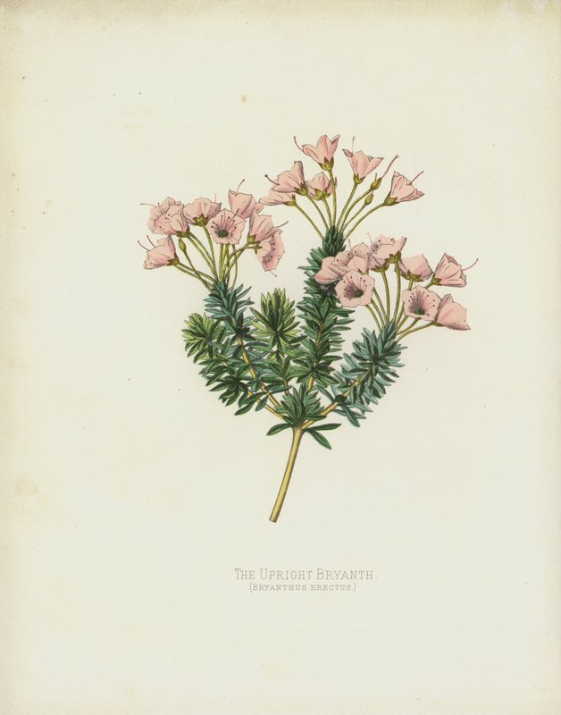 Pystykasvuinen Bryanthus, Bryanthus Erectus tekijältä English School