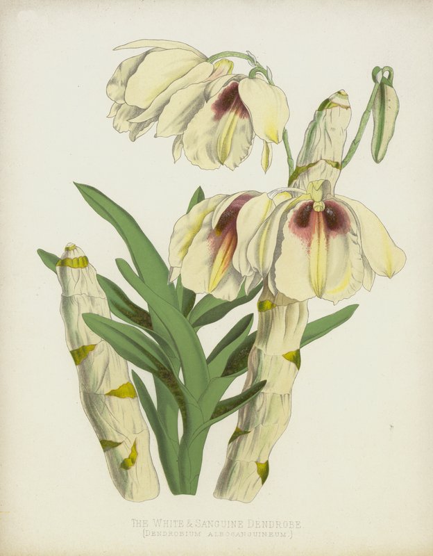Valkoinen ja sangviininen dendrobe, Dendrobium Albosanguineum tekijältä English School