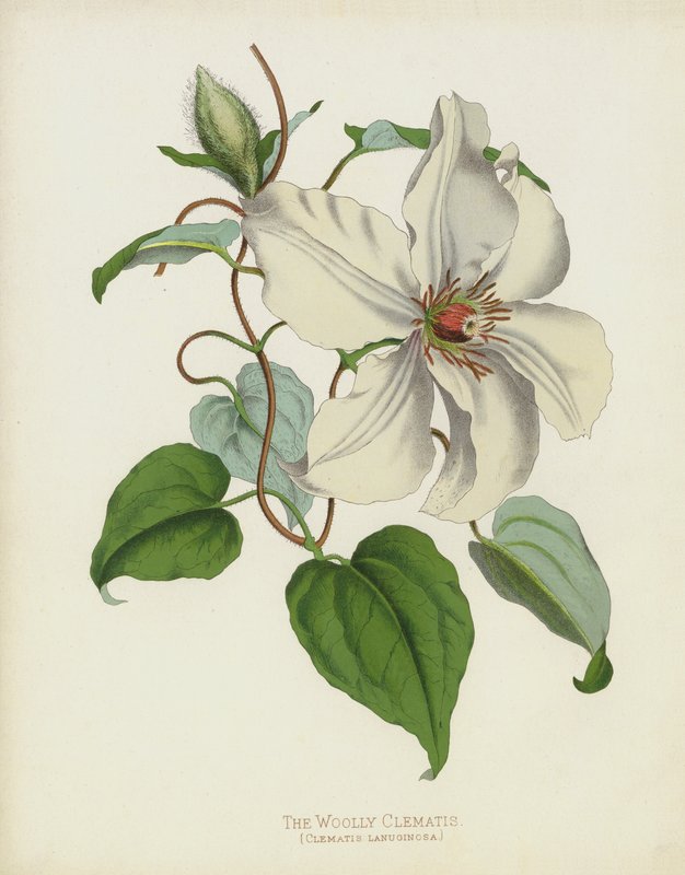 Woolly Clematis, Clematis Lanuginosa tekijältä English School
