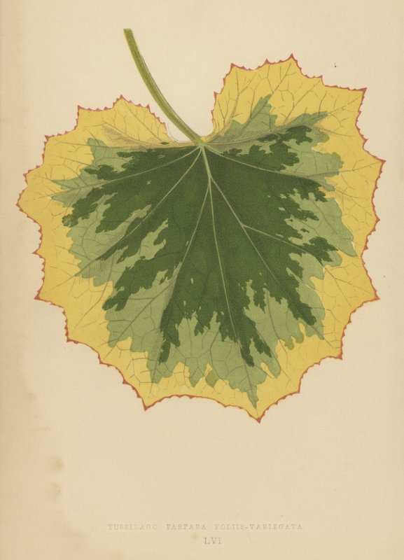 Tussilago Farfara Foliis-Variegata tekijältä English School