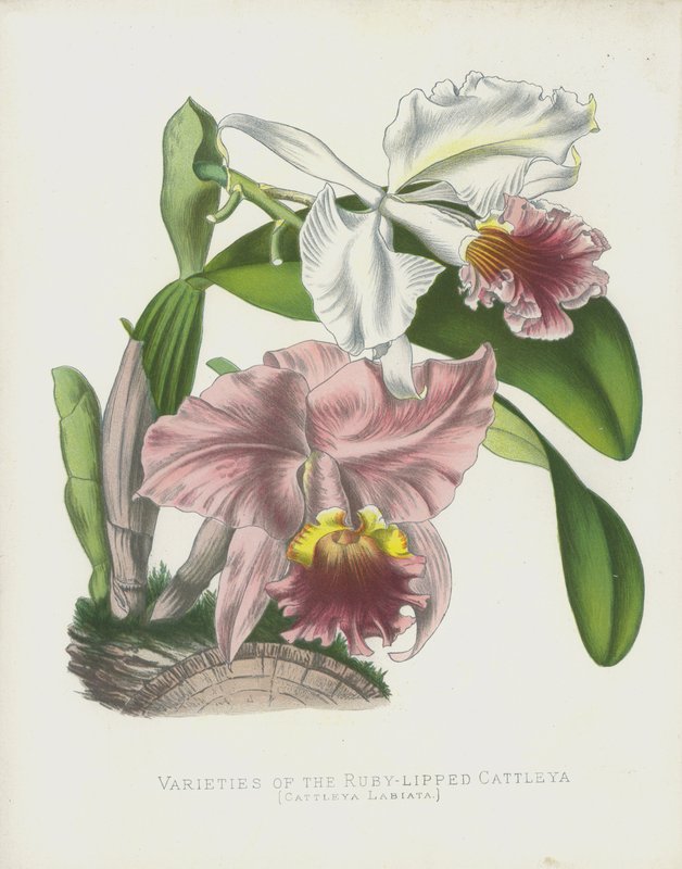 Rubiinihuulisen Cattleyan, Cattleya Labiata, lajikkeet. tekijältä English School
