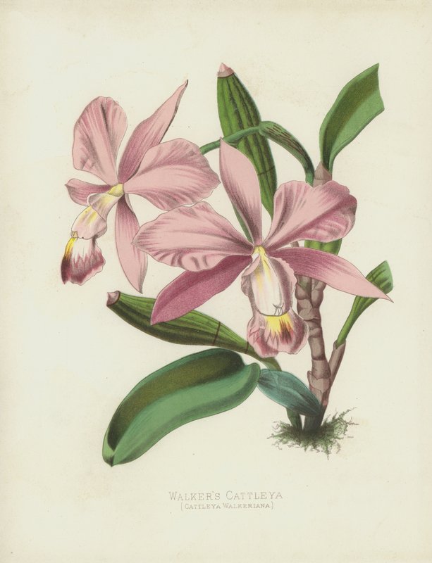 Walkers Cattleya, Cattleya Walkeriana tekijältä English School