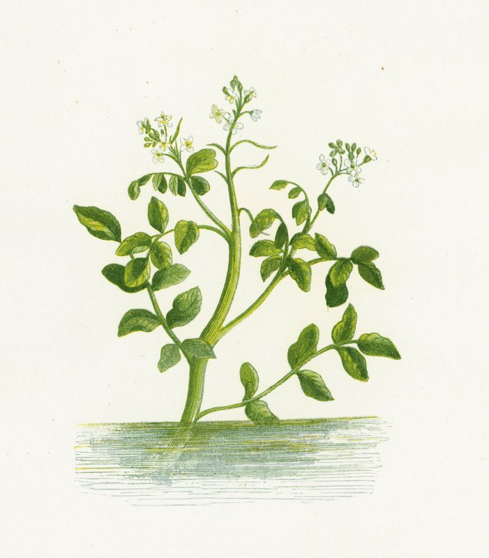 Vesikrassi, Nasturtium Officinale tekijältä English School