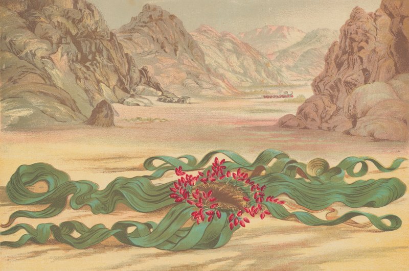 Welwitschia mirabilis, Lounais-Afrikan kasvi tekijältä English School
