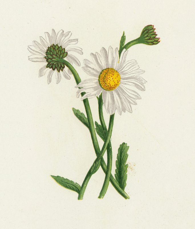 White Ox-Eye, Chrysanthemum Leucanthemum tekijältä English School