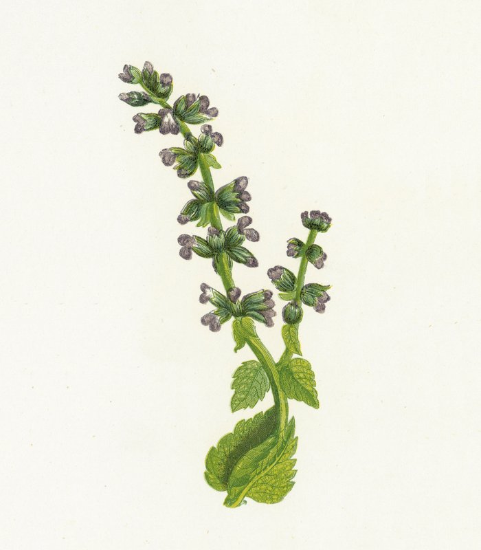 Villi englantilainen Clary tai Salvia, Salvia Verbenaca tekijältä English School
