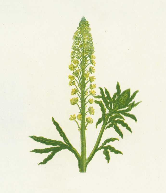 Villi mignonetti, Reseda Lutea, Reseda Lutea tekijältä English School