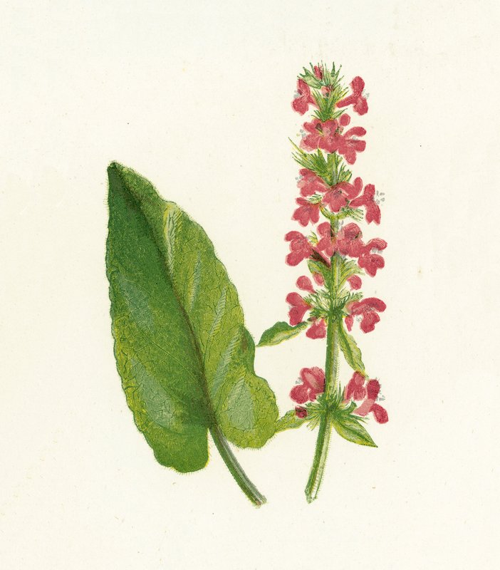 Puu Betony, Betonica Officinalis tekijältä English School
