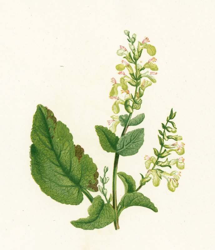 Puusalvia, Teucrium Scorodonia tekijältä English School