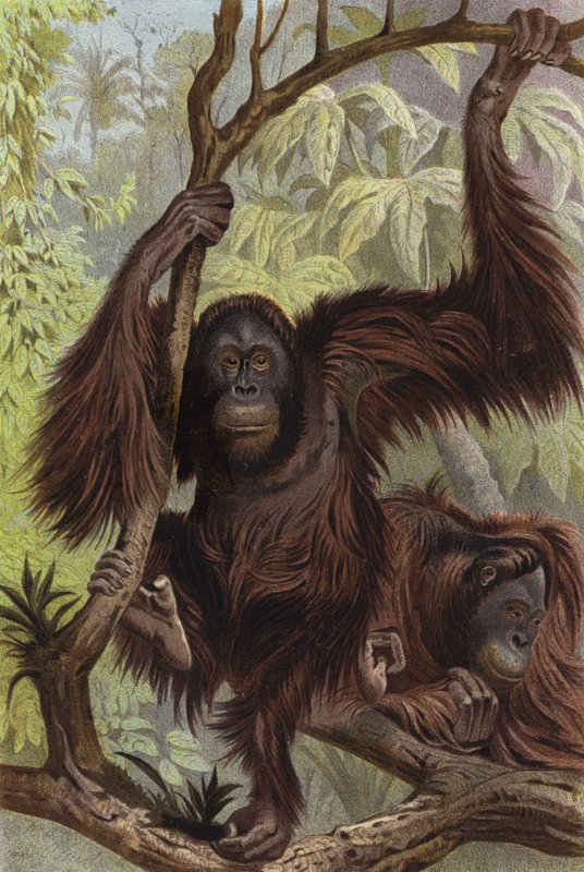 Orangutan tekijältä European School
