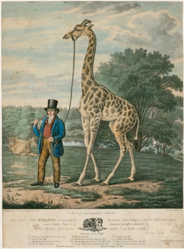 Muotokuva kirahvista, 1827 tekijältä Abraham Bruiningh van Worrell