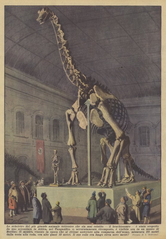 Suurimman koskaan eläneen maaeläimen, brachiosaurusen, luuranko? tekijältä Achille Beltrame