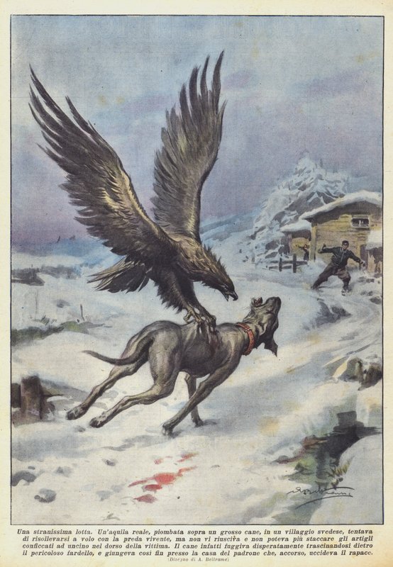 Todella outo taistelu tekijältä Achille Beltrame