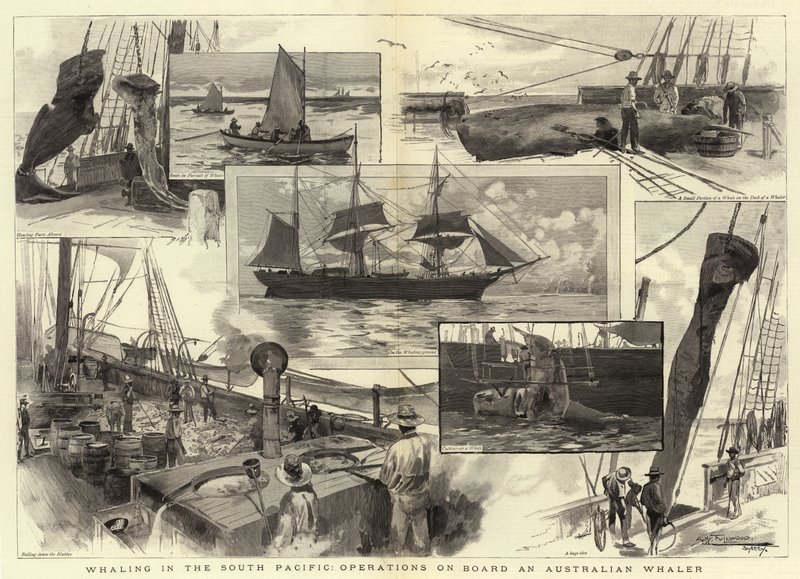 Valaanpyynti eteläisellä Tyynellämerellä, toimintaa Australian Whalerissa tekijältä Albert Henry Fullwood