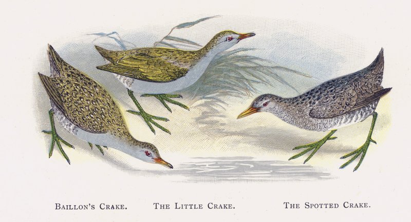 Baillons Crake, The Little Crake, The Spotted Crake tekijältä Alexander Francis Lydon