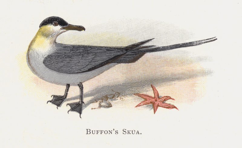 Buffons Skua tekijältä Alexander Francis Lydon