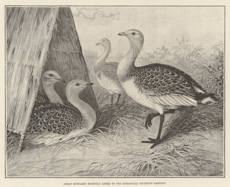 Great Bustards lisättiin äskettäin Zoological Societyn puutarhoihin tekijältä Alexander Francis Lydon