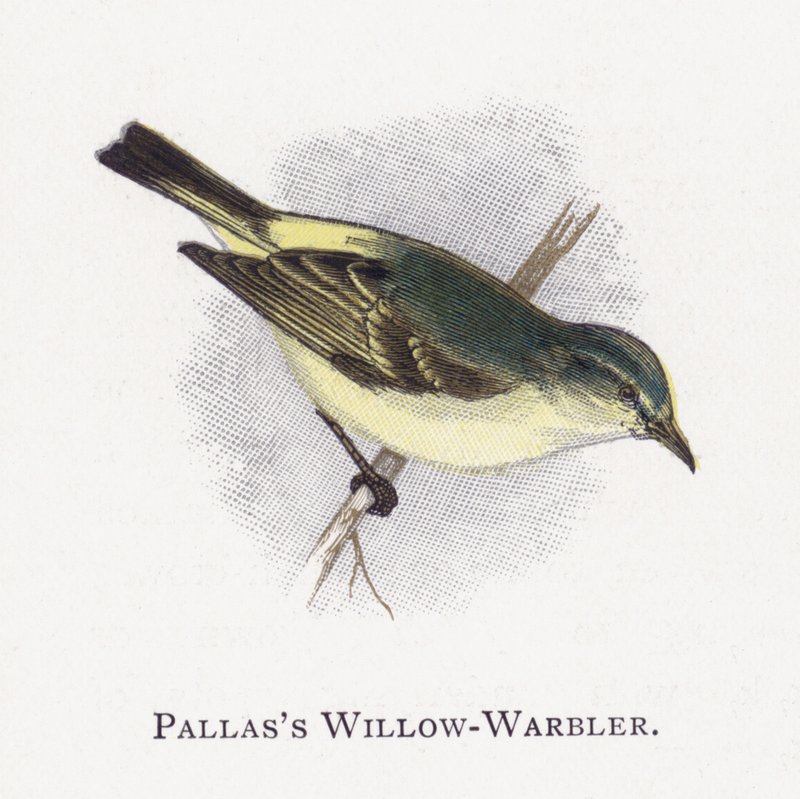 Pallass Willow-Warbler tekijältä Alexander Francis Lydon