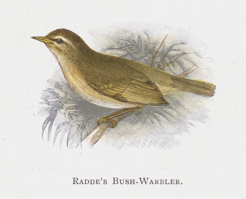 Raddes Bush-Warbler tekijältä Alexander Francis Lydon