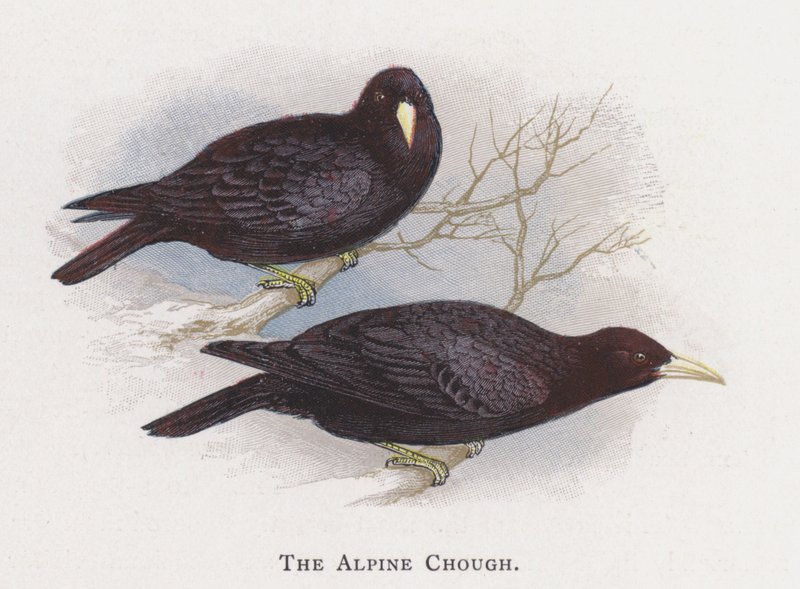 Alpine Chough tekijältä Alexander Francis Lydon