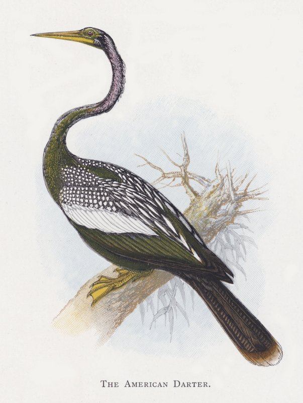 American Darter tekijältä Alexander Francis Lydon