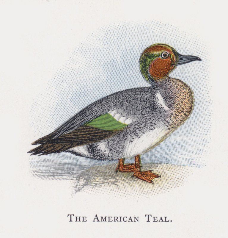 American Teal tekijältä Alexander Francis Lydon