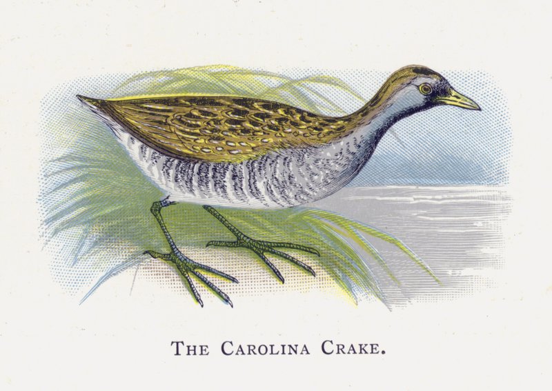 Carolina Crake tekijältä Alexander Francis Lydon