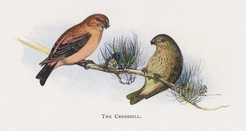 Crossbill tekijältä Alexander Francis Lydon