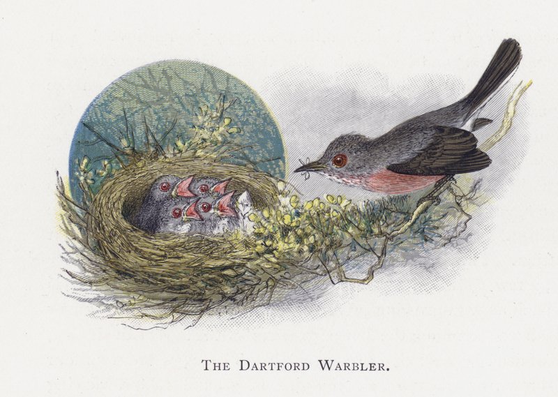 Dartford Warbler tekijältä Alexander Francis Lydon