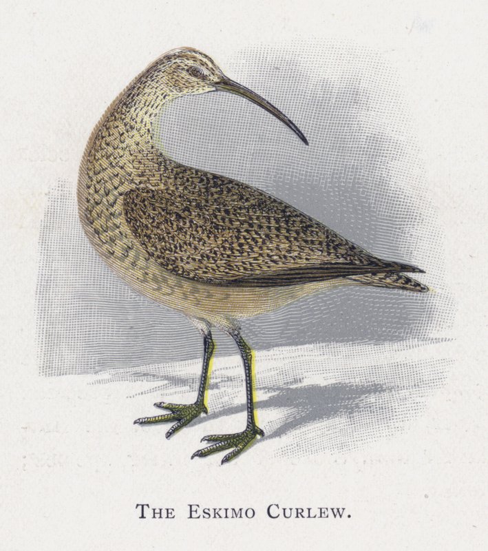 Eskimo Curlew tekijältä Alexander Francis Lydon