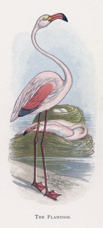 Flamingo tekijältä Alexander Francis Lydon