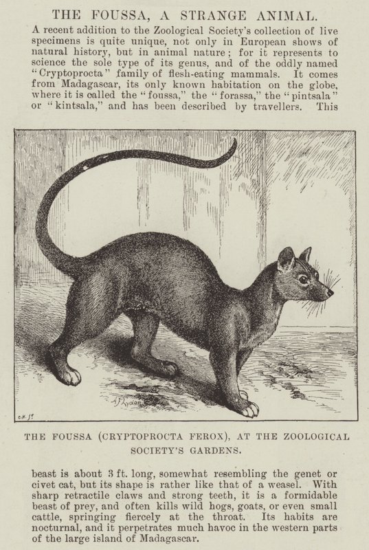 Foussa (Cryptoprocta Ferox), Eläintieteellisen seuran puutarhassa tekijältä Alexander Francis Lydon