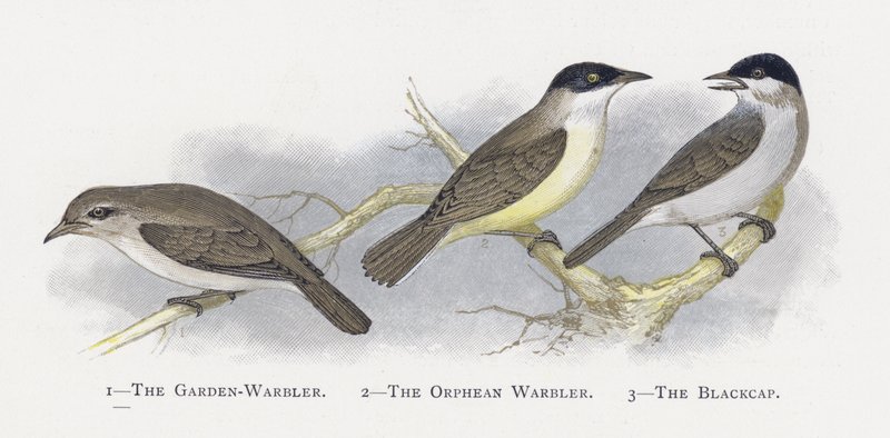 Puutarhakirkko, Orphean Warbler, The Blackcap tekijältä Alexander Francis Lydon