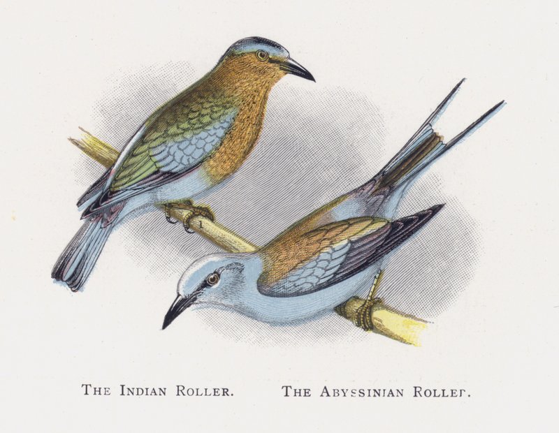 Indian Roller, Abessinian Roller tekijältä Alexander Francis Lydon