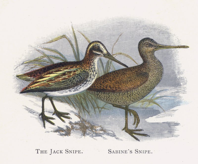 Jack Snipe, Sabines Snipe tekijältä Alexander Francis Lydon