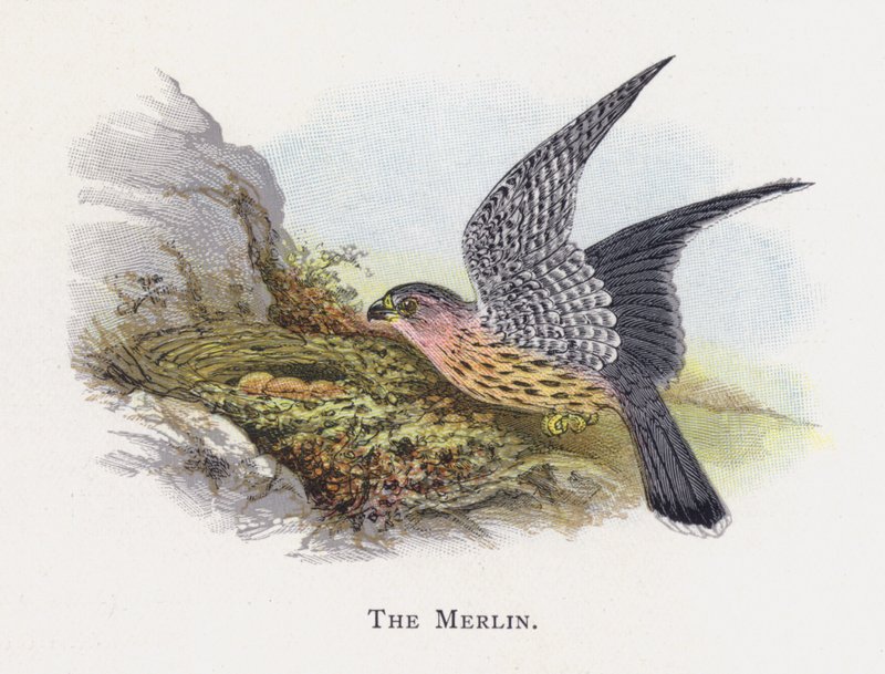 Merlin tekijältä Alexander Francis Lydon