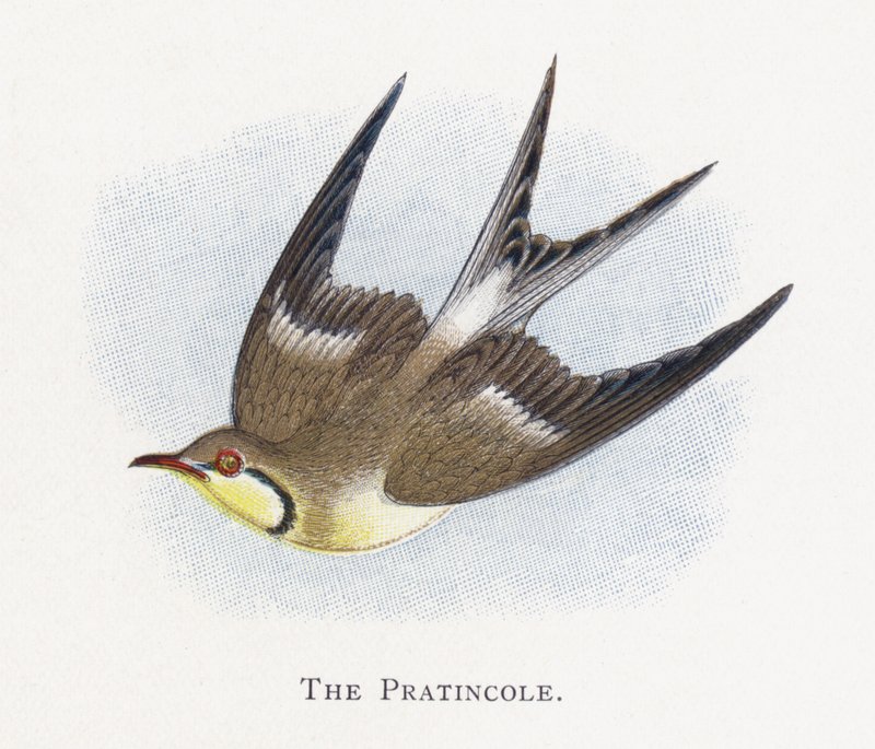 Pratincole tekijältä Alexander Francis Lydon